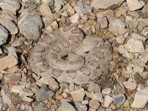 Crotalus atrox