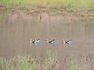 American Avocets taken by Soraya