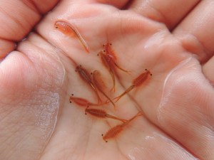 Fairy Shrimp taken by Soraya