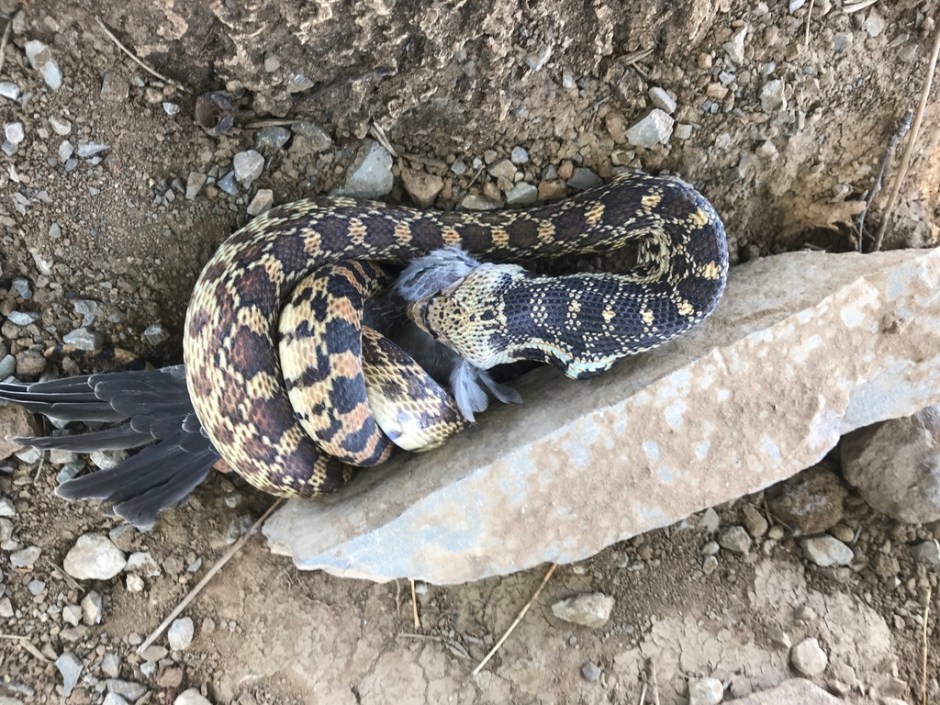 snake eating bird